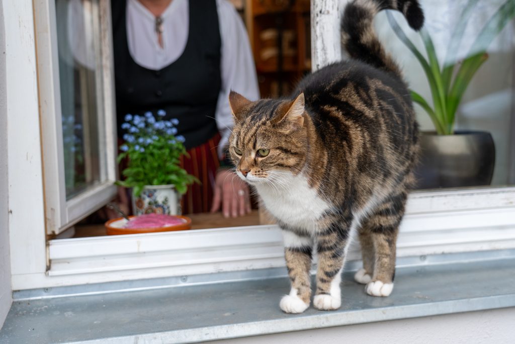 Attēls 4 no 11: The rich flavors of Vidzeme and the stories of its artisans