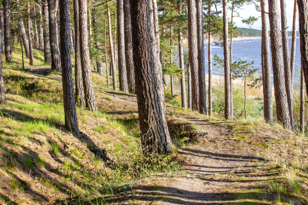 Attēls 15 no 19: Piekrastes raža no jūras, dārza un labības lauka