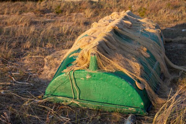Piekrastes raža no jūras, dārza un labības lauka