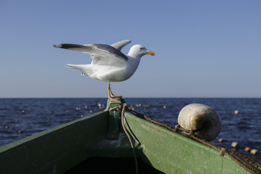 Attēls 17 no 19: Piekrastes raža no jūras, dārza un labības lauka