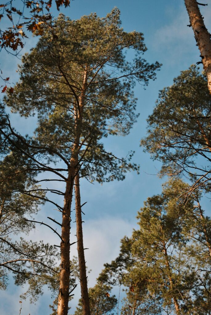 Attēls 12 no 19: Piekrastes raža no jūras, dārza un labības lauka