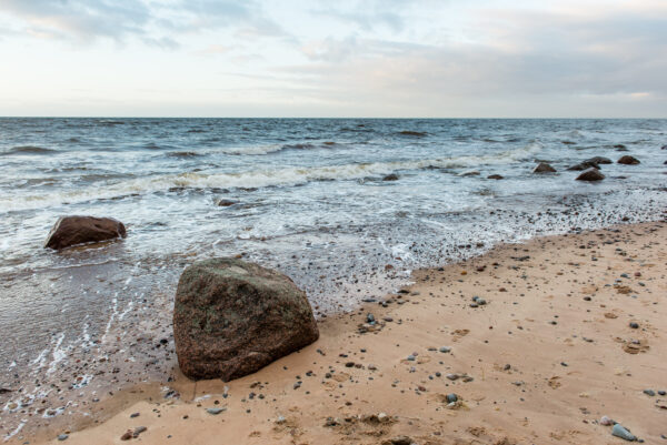 Piekrastes raža no jūras, dārza un labības lauka